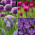 Bloembollenlasagne 'Violet Dusk'