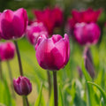 Bloembollenlasagne 'Violet Dusk'