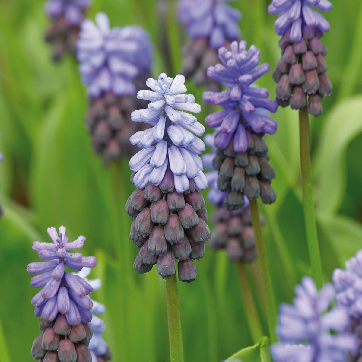 Bloembollenlasagne 'Violet Dusk'