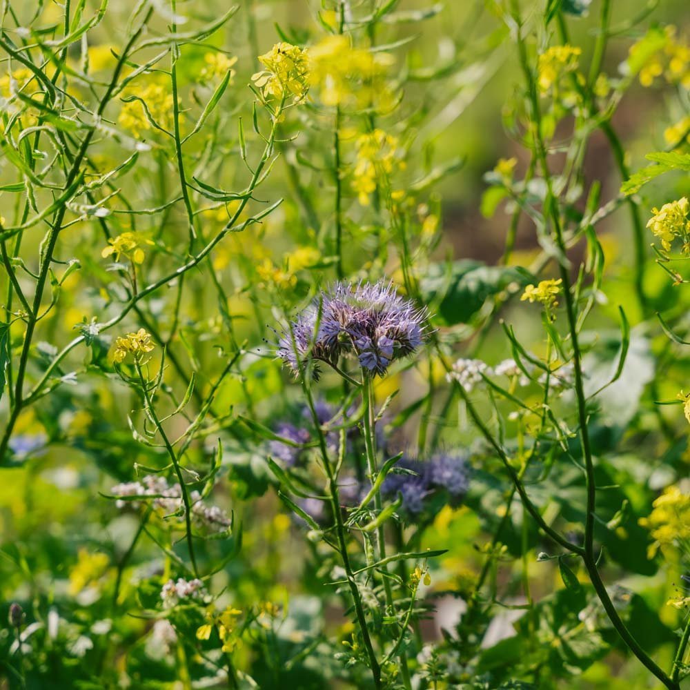 Bloemenmix 'Mix' - 350 biologische zaden