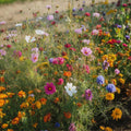 Bloemenmix 'Mix' - 700 biologische zaden