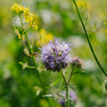 Bloemenmix 'Mix' - 700 biologische zaden