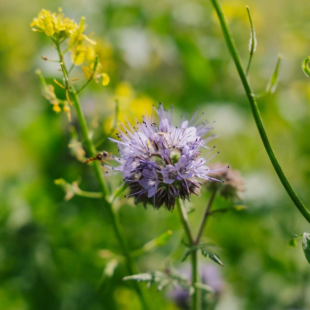 Bloemenmix 'Mix' - 700 biologische zaden