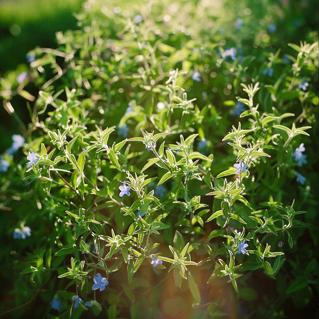 Bonenkruidzaden - 200 biologische zaden