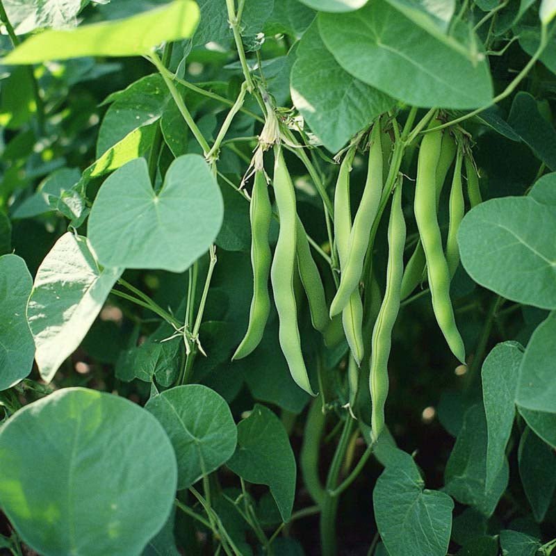 Bosbonenzaden 'Nassau' - 50 biologische zaden