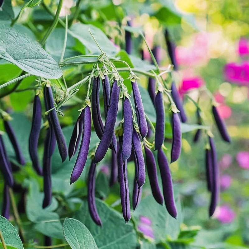 Bosbonenzaden 'Purple Teepee' - 20 biologische zaden