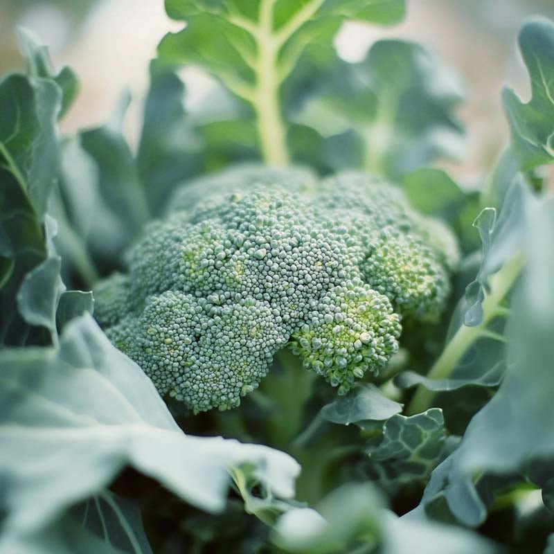 Broccolizaden 'Rasmus' - 25 biologische zaden