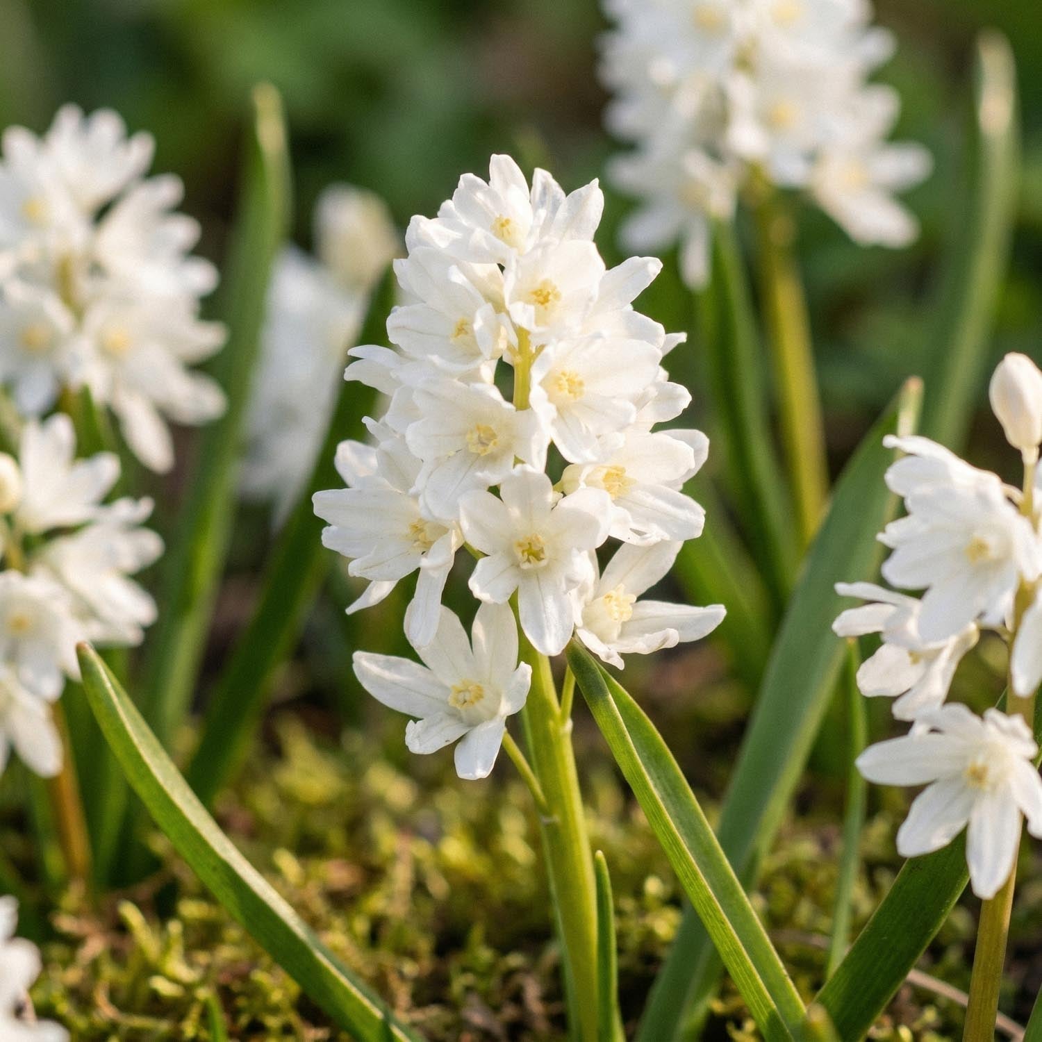 Buishyacint, Puschkinia 'Alba'