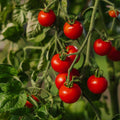 Cherrytomaat zaden 'Zuckertraube' - 30 biologische zaden