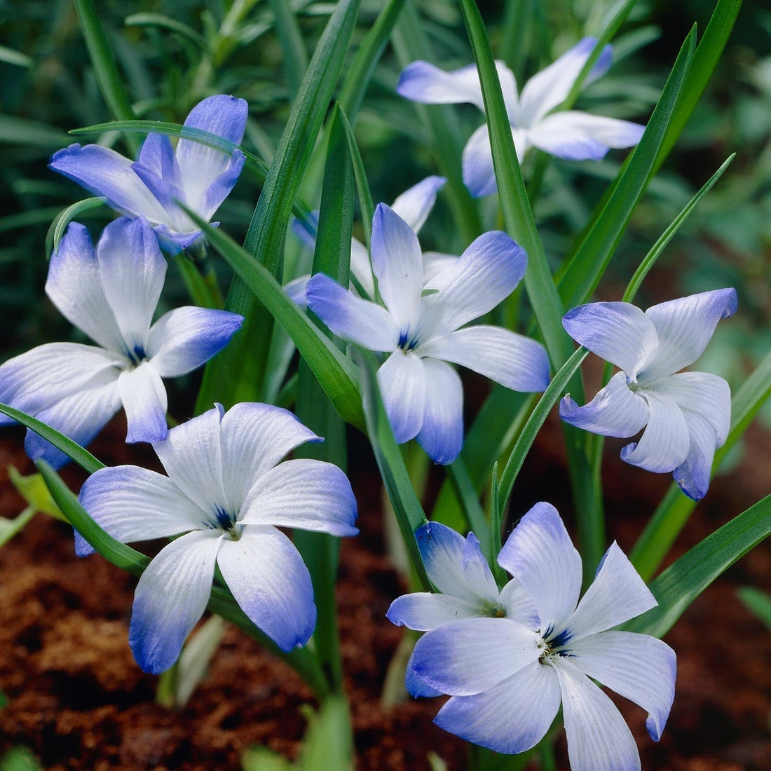 Chileense krokus, Tecophilaea 'Leichtlinii'