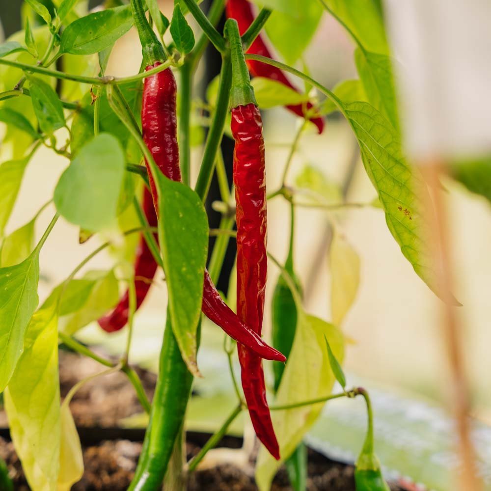 Chilizaad 'Westlandse Lange Rode' - 25 biologische zaden