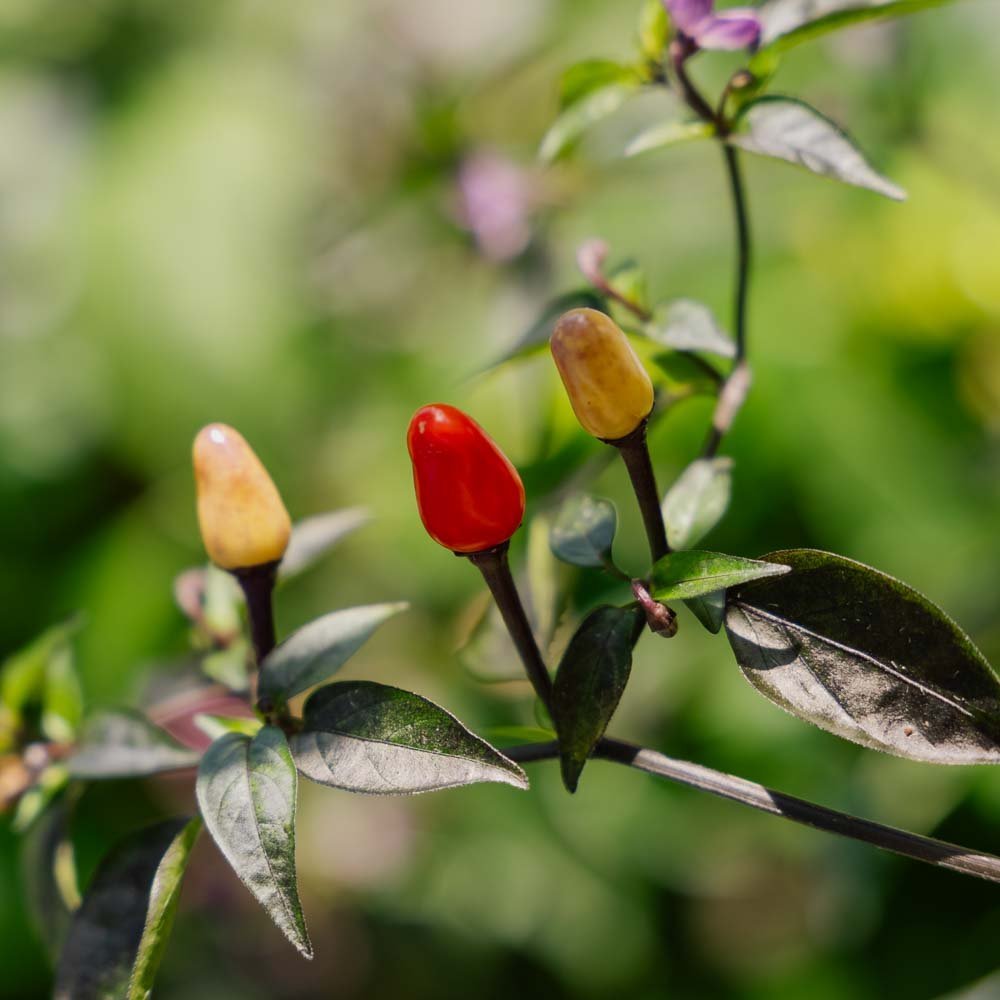 Chilizaden 'Lila luzi' - 5 biologische zaden