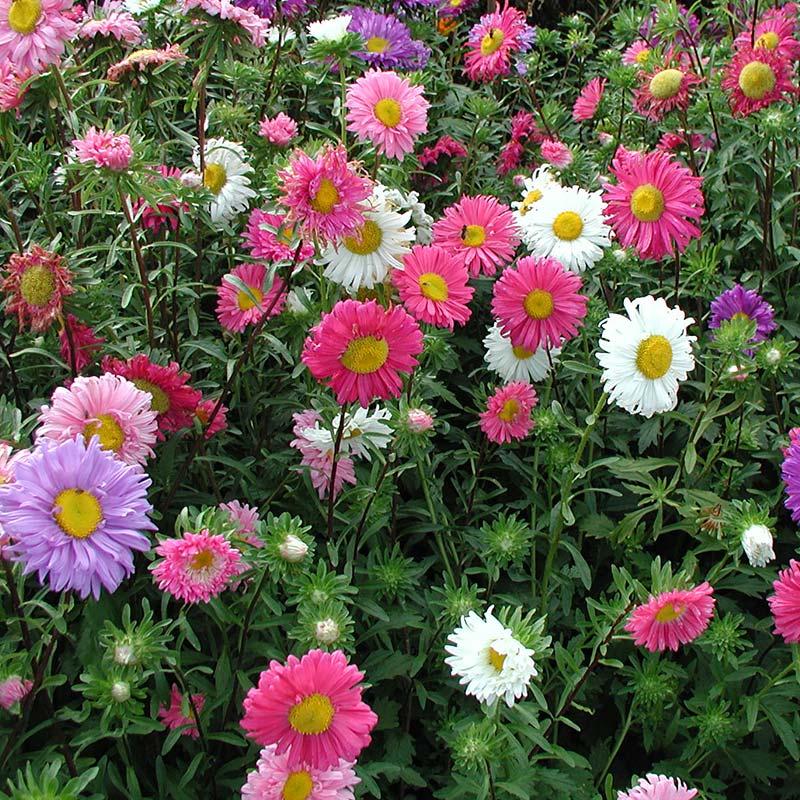 China Aster zaden 'Enkelbloemig' - 125 biologische zaden