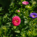 China Aster zaden 'Matsumoto Mix' - 125 biologische zaden