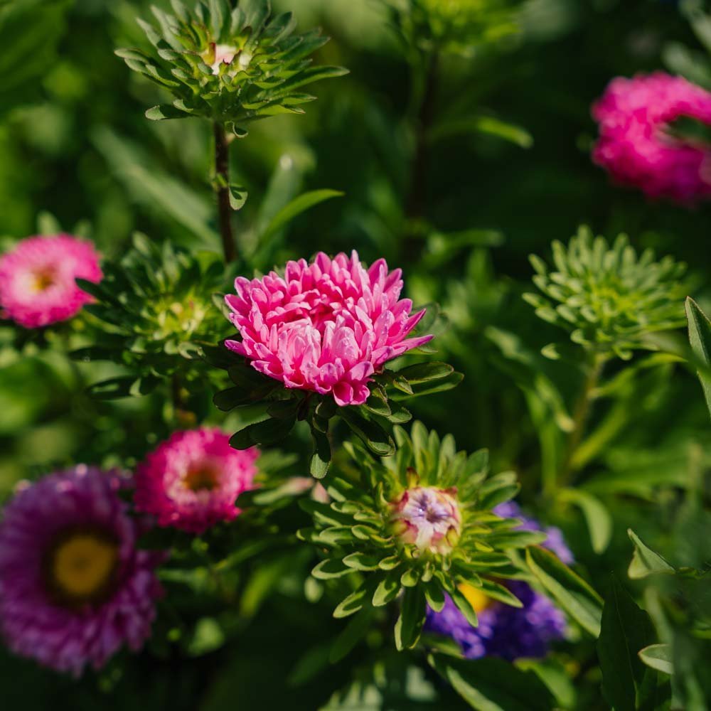 China Aster zaden 'Matsumoto Mix' - 125 biologische zaden