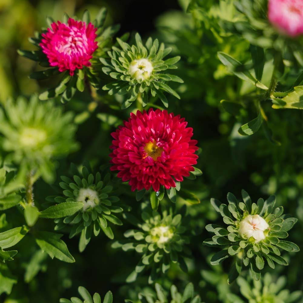 China Aster zaden 'Matsumoto Mix' - 125 biologische zaden