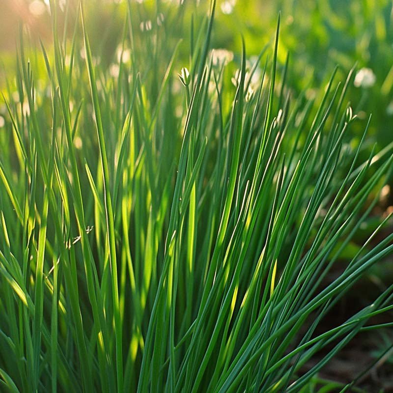 Chinese bieslookzaadjes - 100 biologische zaden