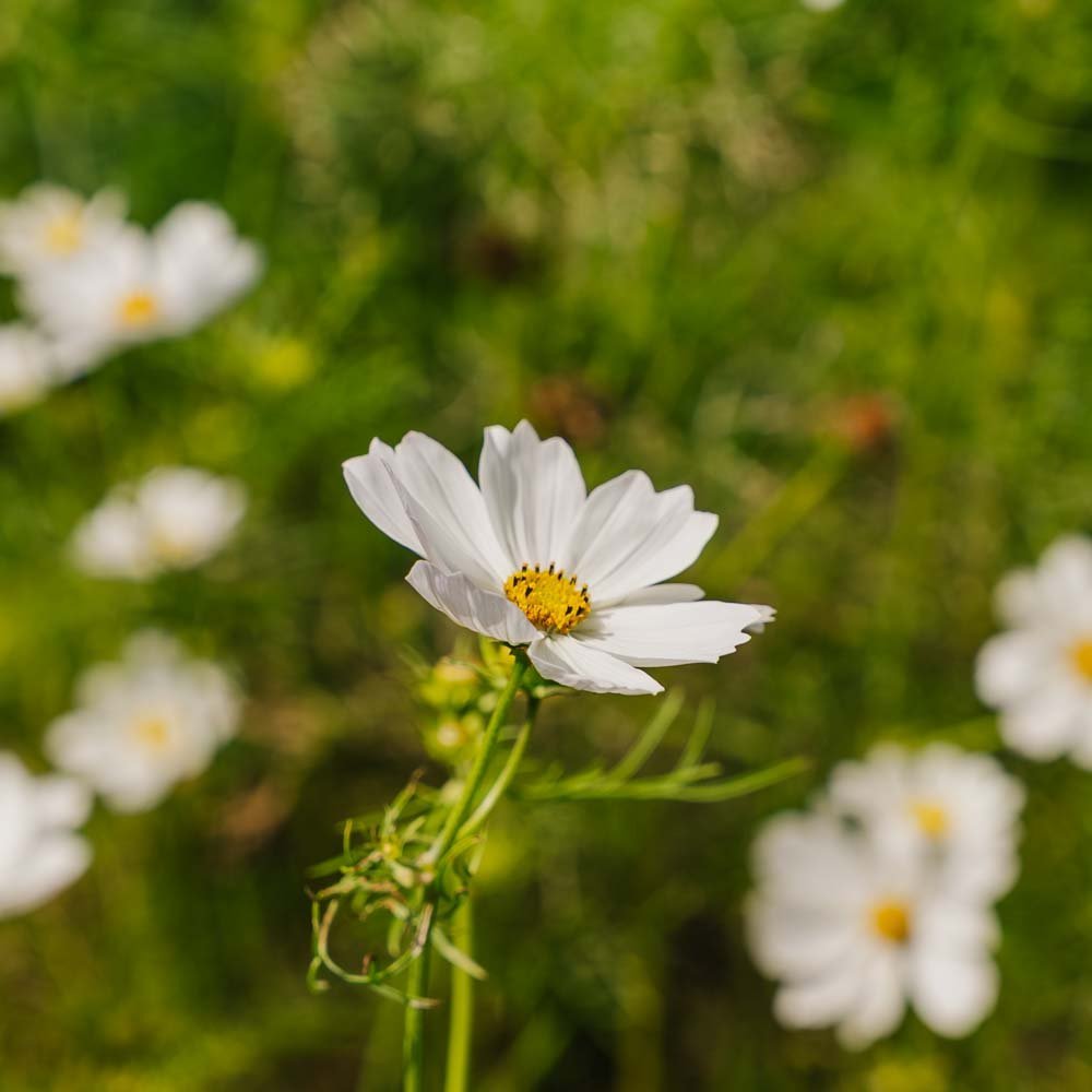 Cosmos zaden 'White Cosmos' - 80 biologische zaden