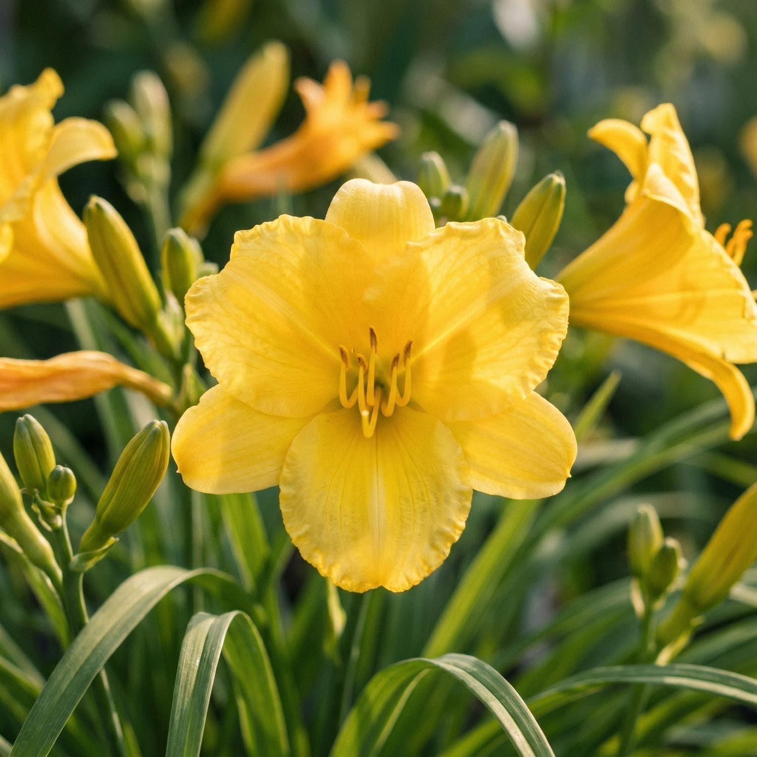 Daglelie, Hemerocallis 'Stella de Oro'