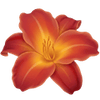 Daglelie wortelgoed / Hemerocallis