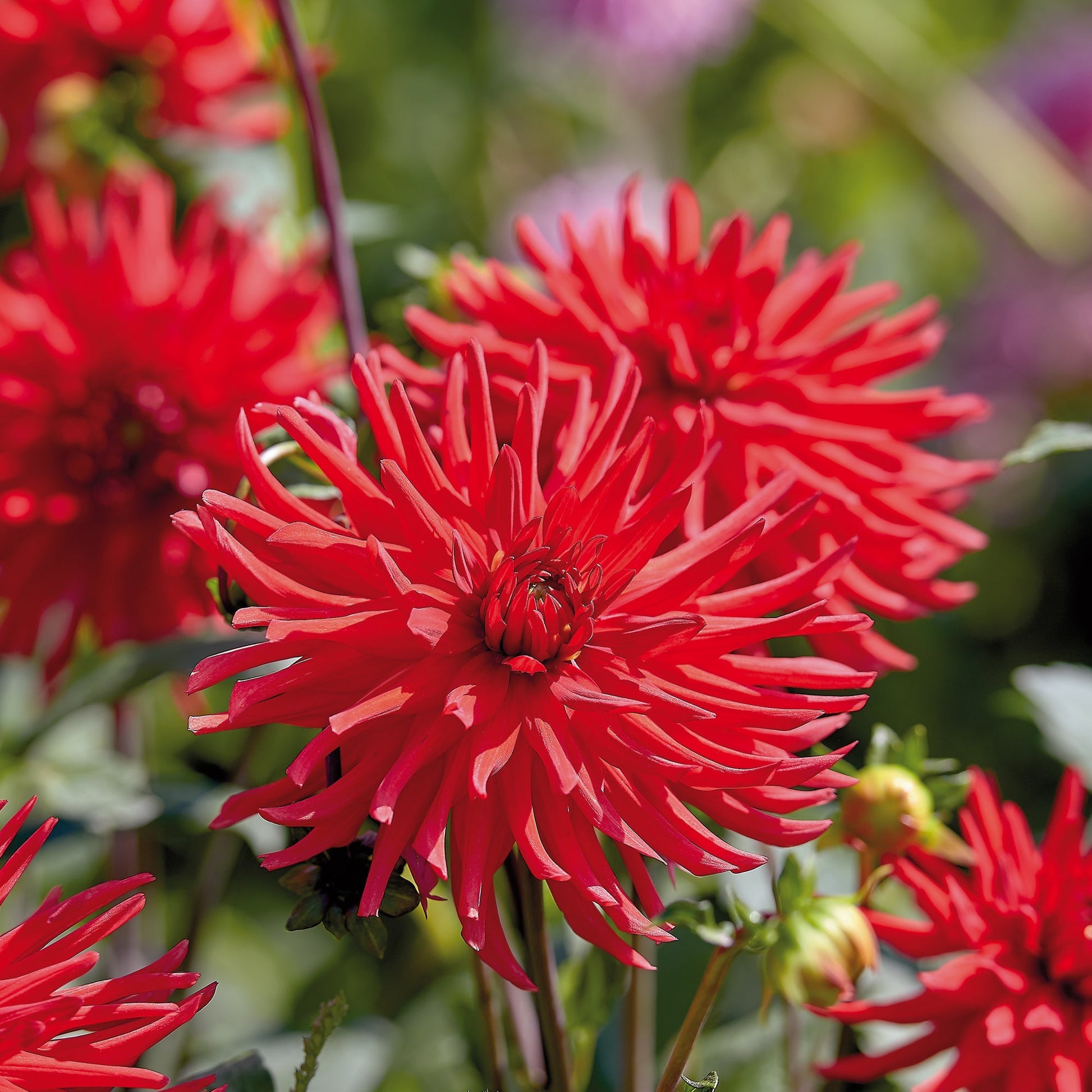 Dahlia 'Bergers Record'