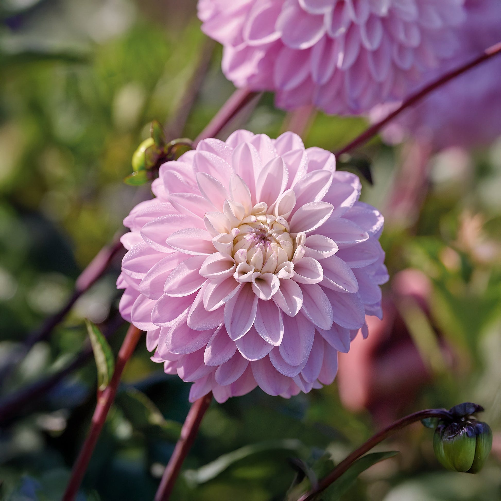 Dahlia 'Espacio'