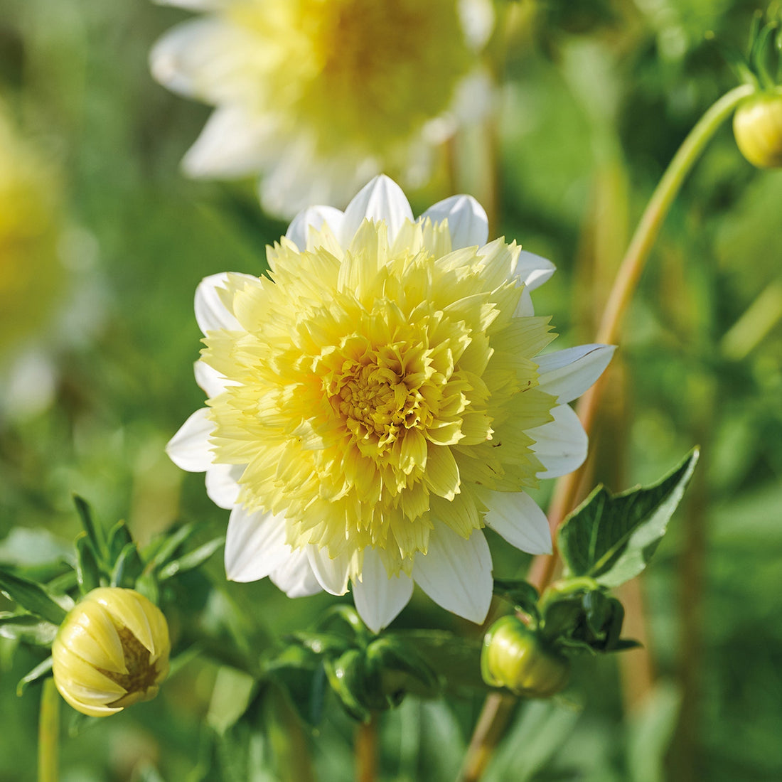 Dahlia 'Freya's Paso Doble'