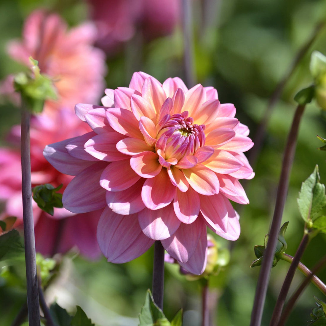 Dahlia 'Great silence'