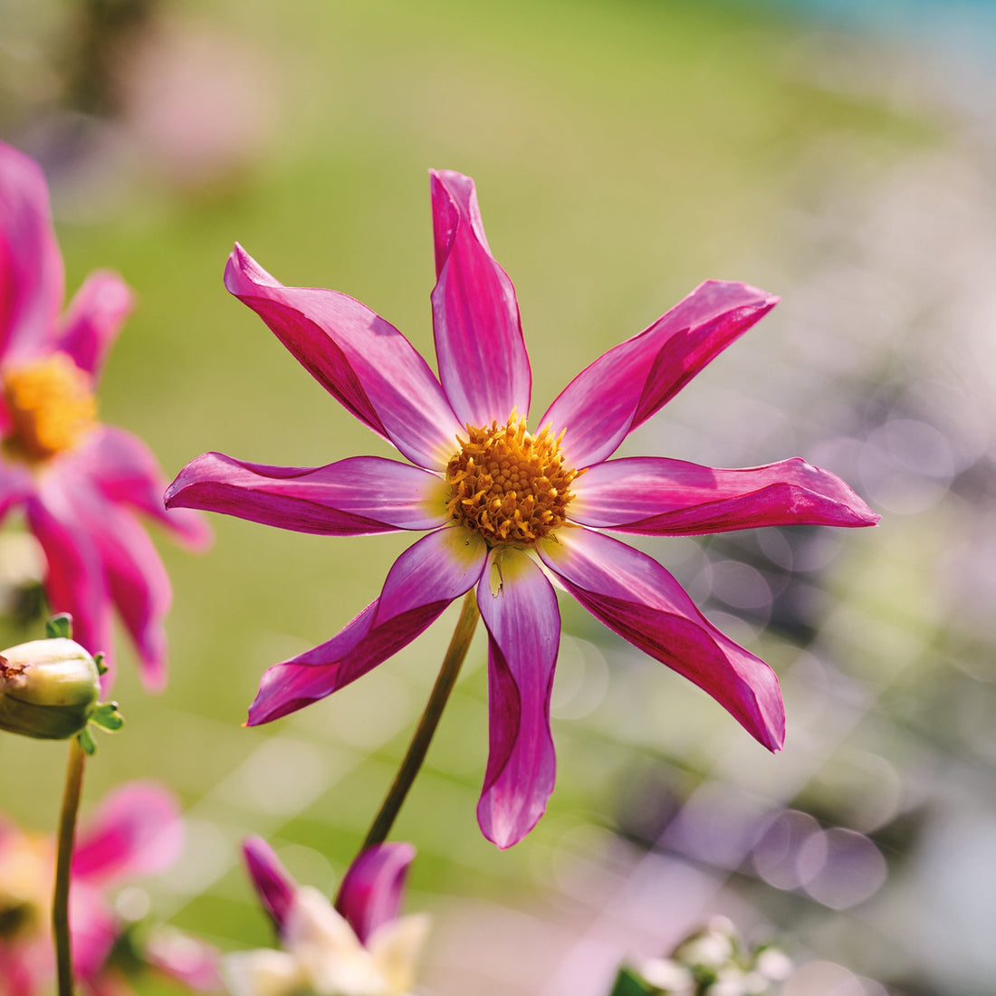 Dahlia 'Honka Pink'