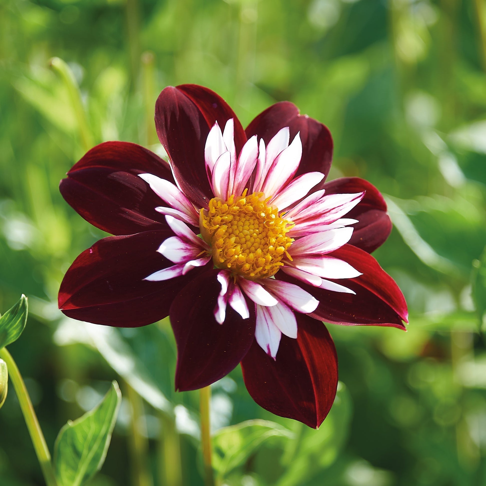 Dahlia 'Night Butterfly'