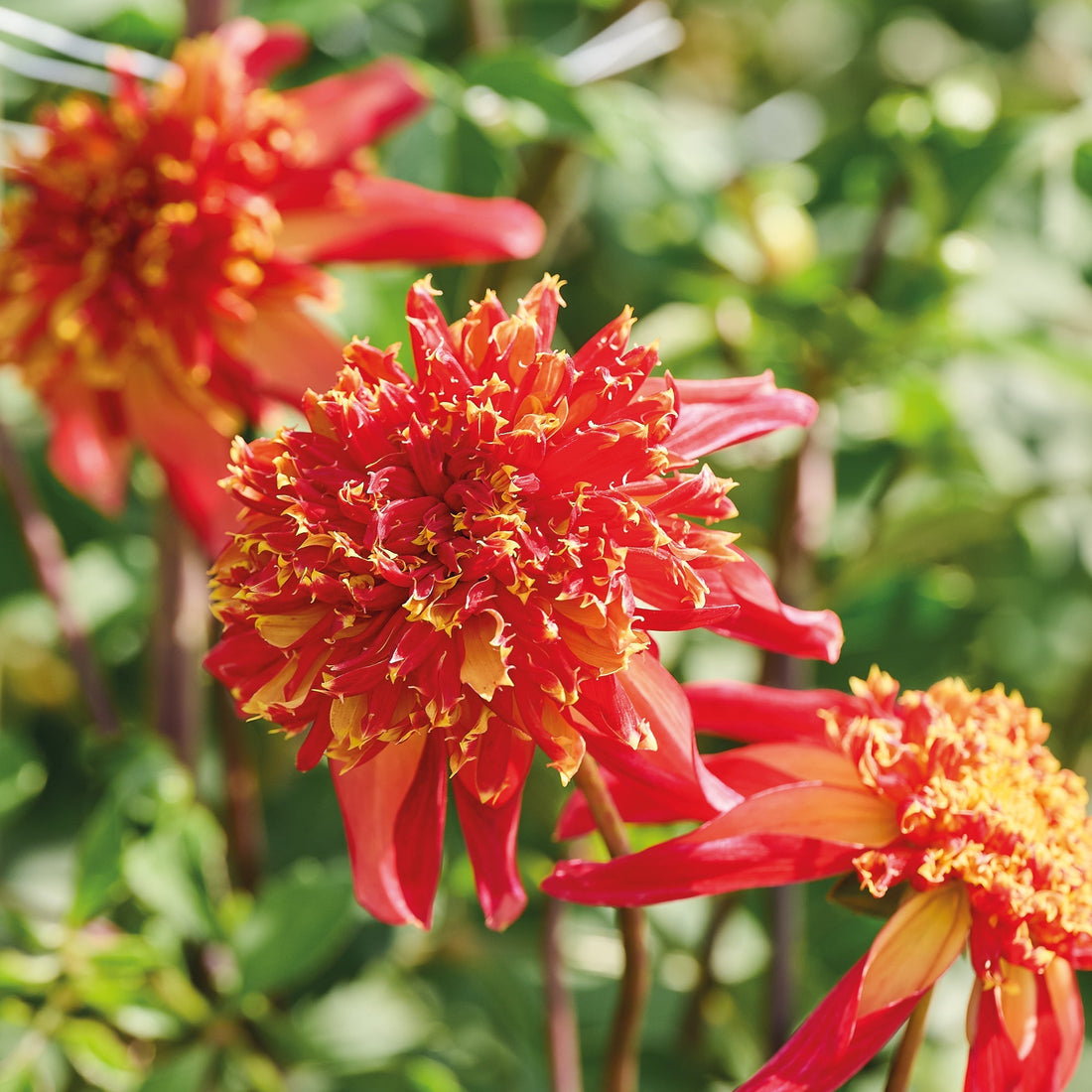 Dahlia 'Octopus Sparkle'