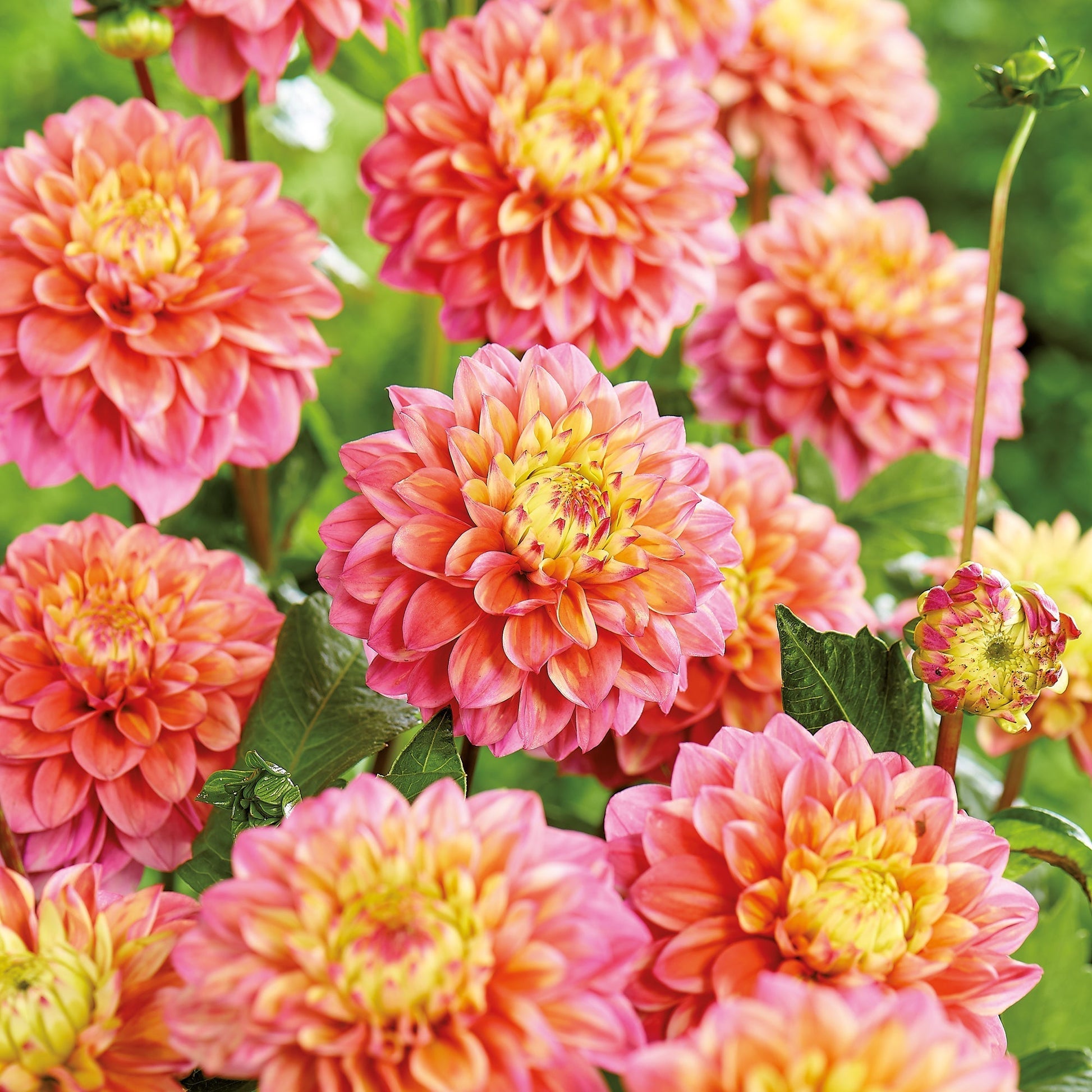 Dahlia 'Princesse Gracia'