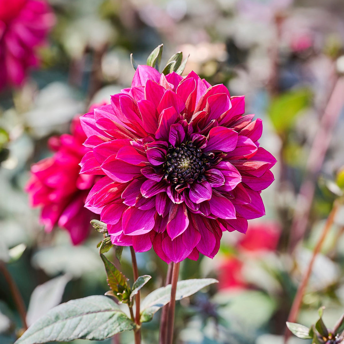 Dahlia 'Purple Haze'