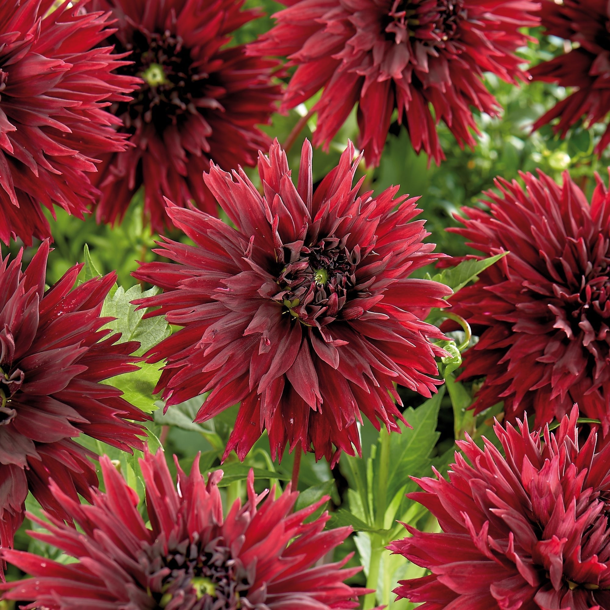 Dahlia 'Sam Hopkins' | Hoeveelheidskorting en keimgarantie - Koop hier