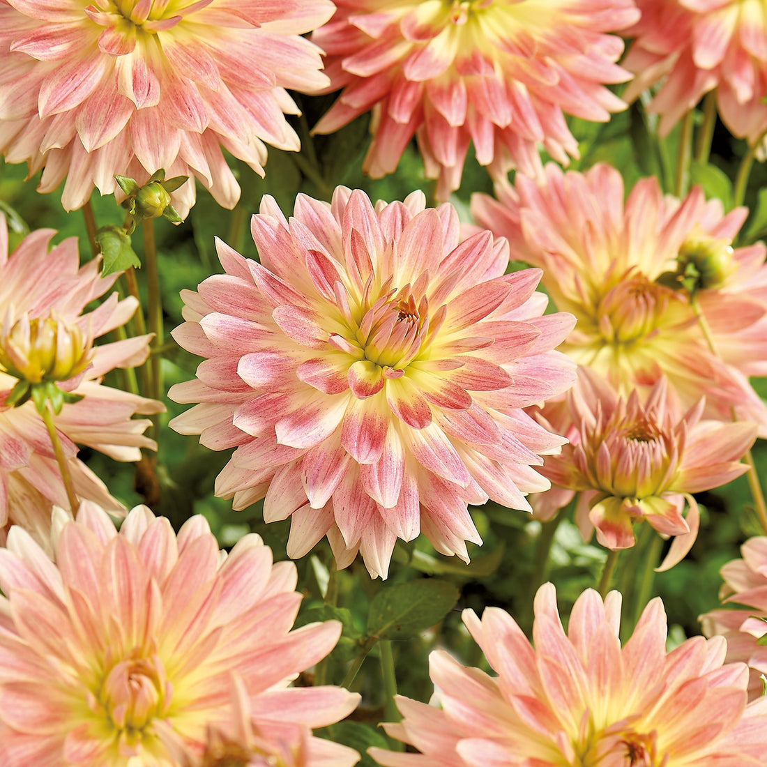 Dahlia 'Tropical Sunset'