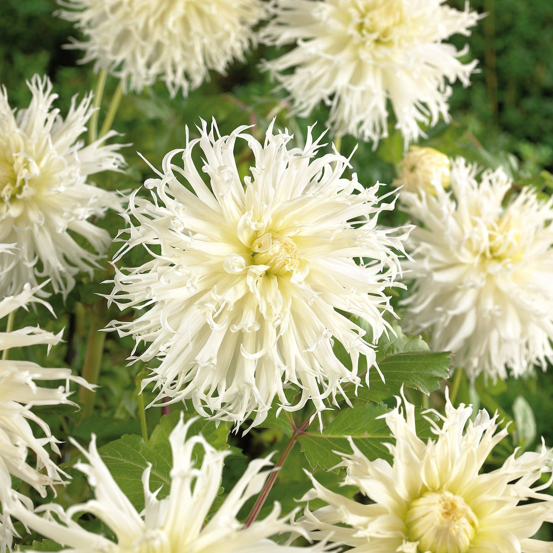 Dahlia 'Tsuki - yori - no - shisha'