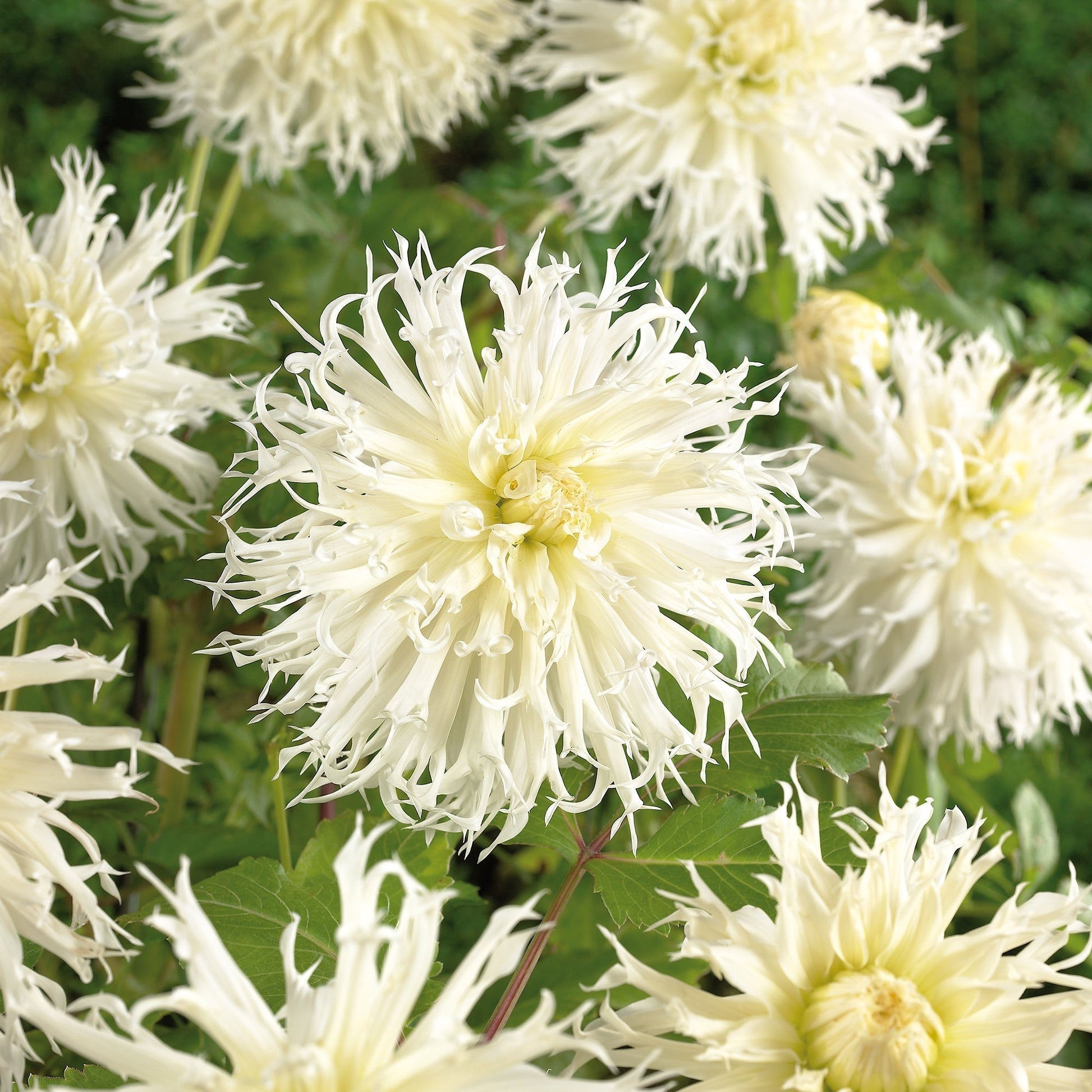 Dahlia 'Tsuki - yori - no - shisha'