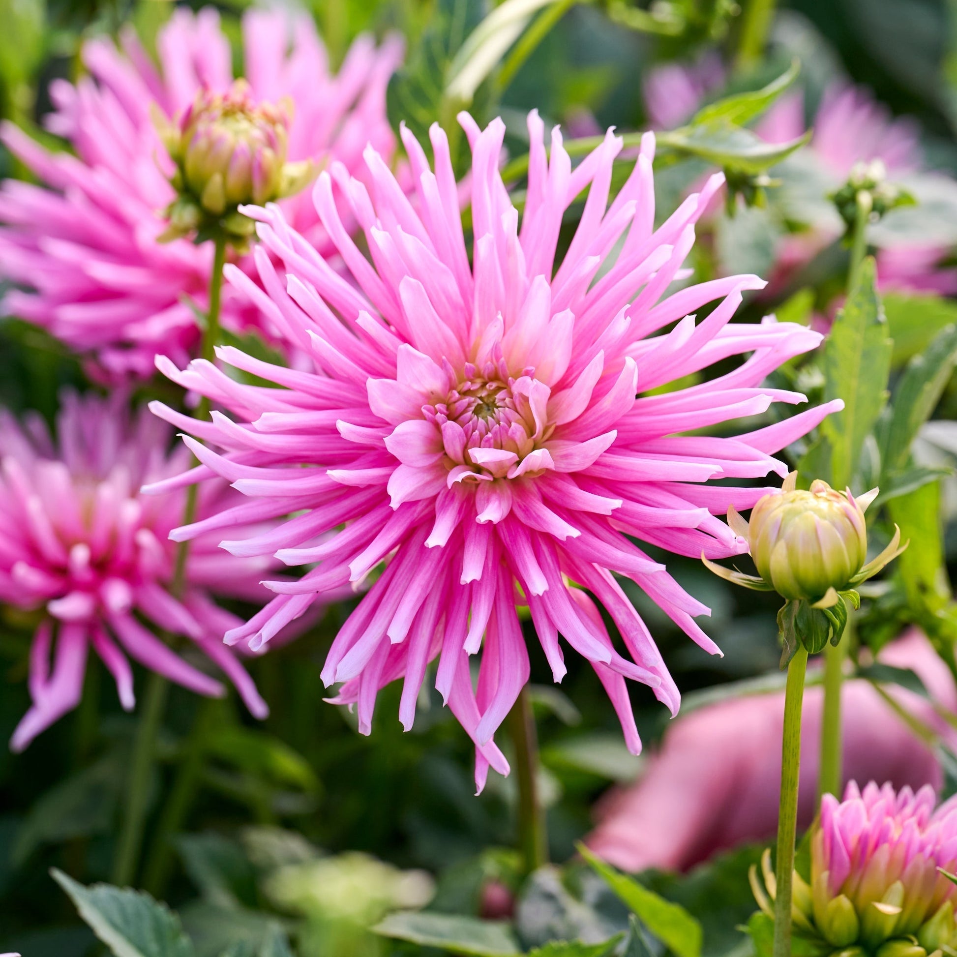 Dahliamix 'All pink mix'