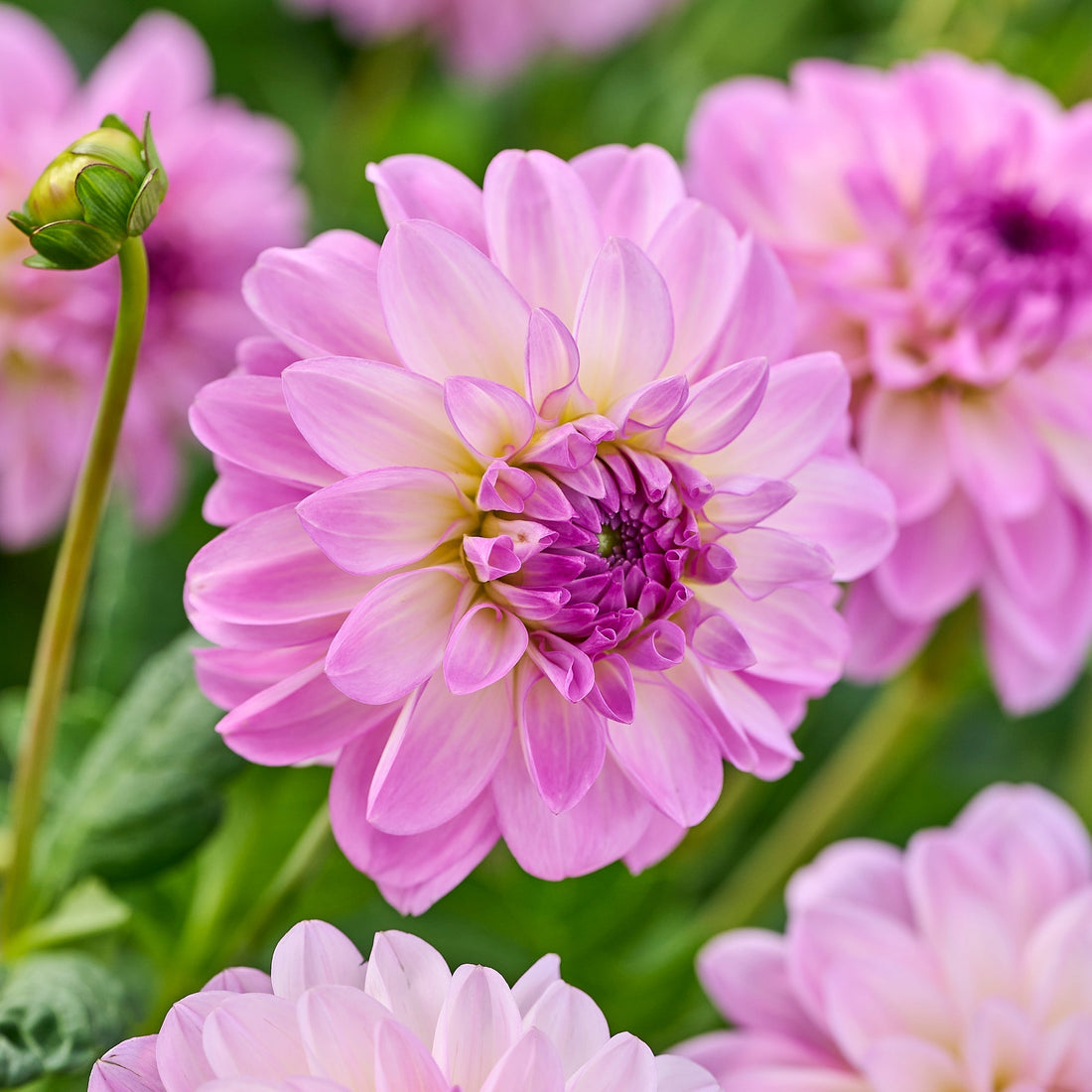 Dahliamix 'All pink mix'