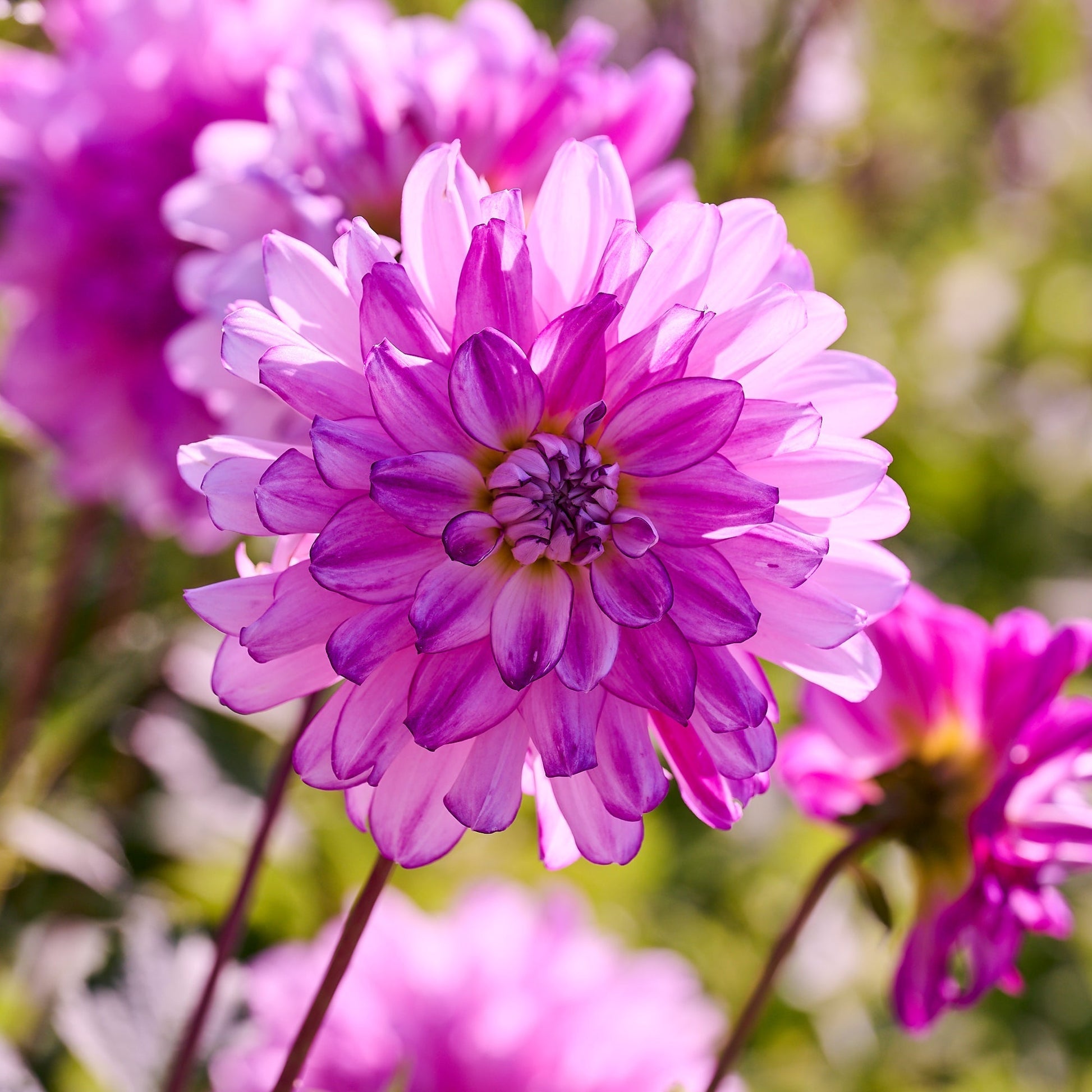 Dahliamix 'All pink mix'
