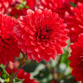 Dahliamix 'All red mix'