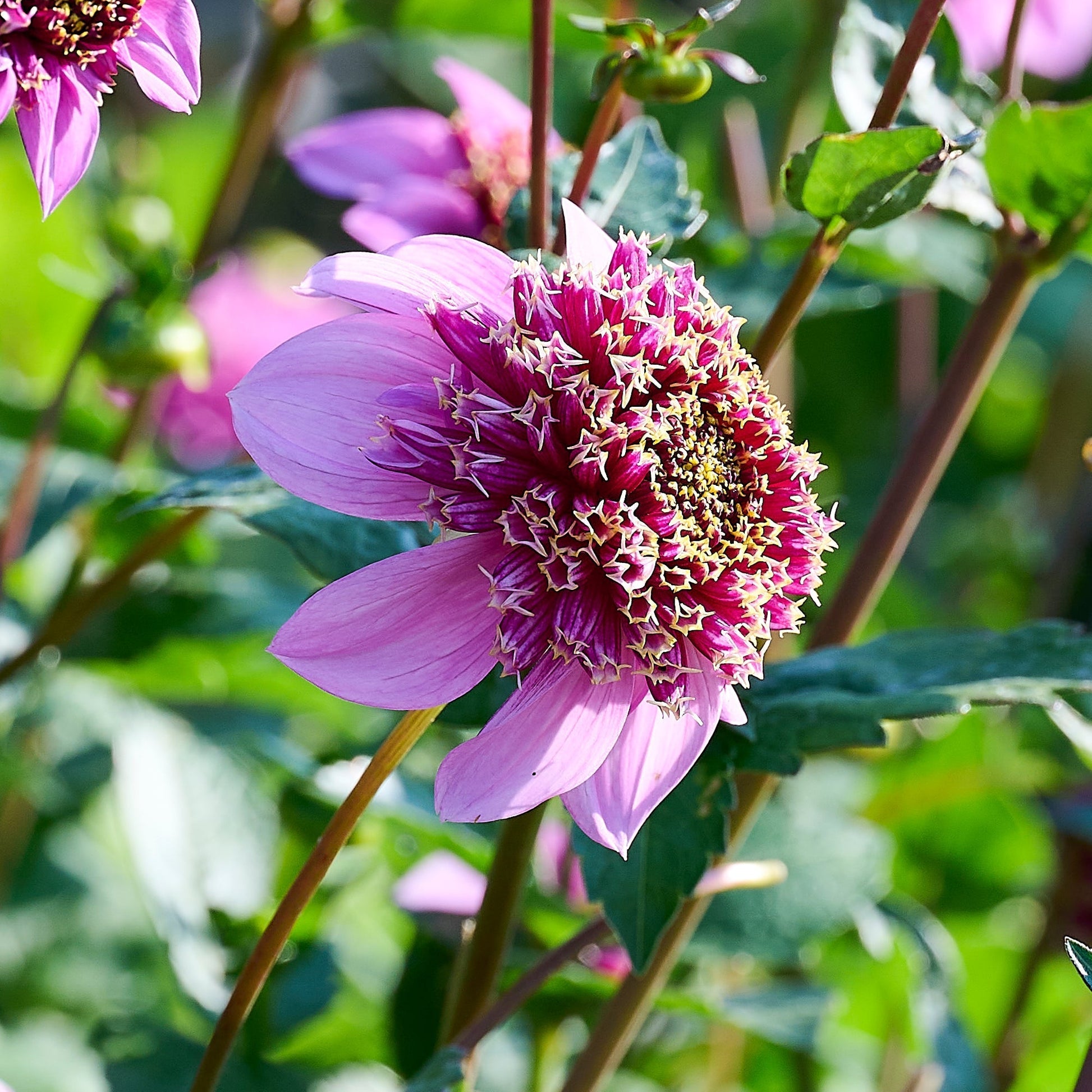 Dahliamix 'Anemone mix'