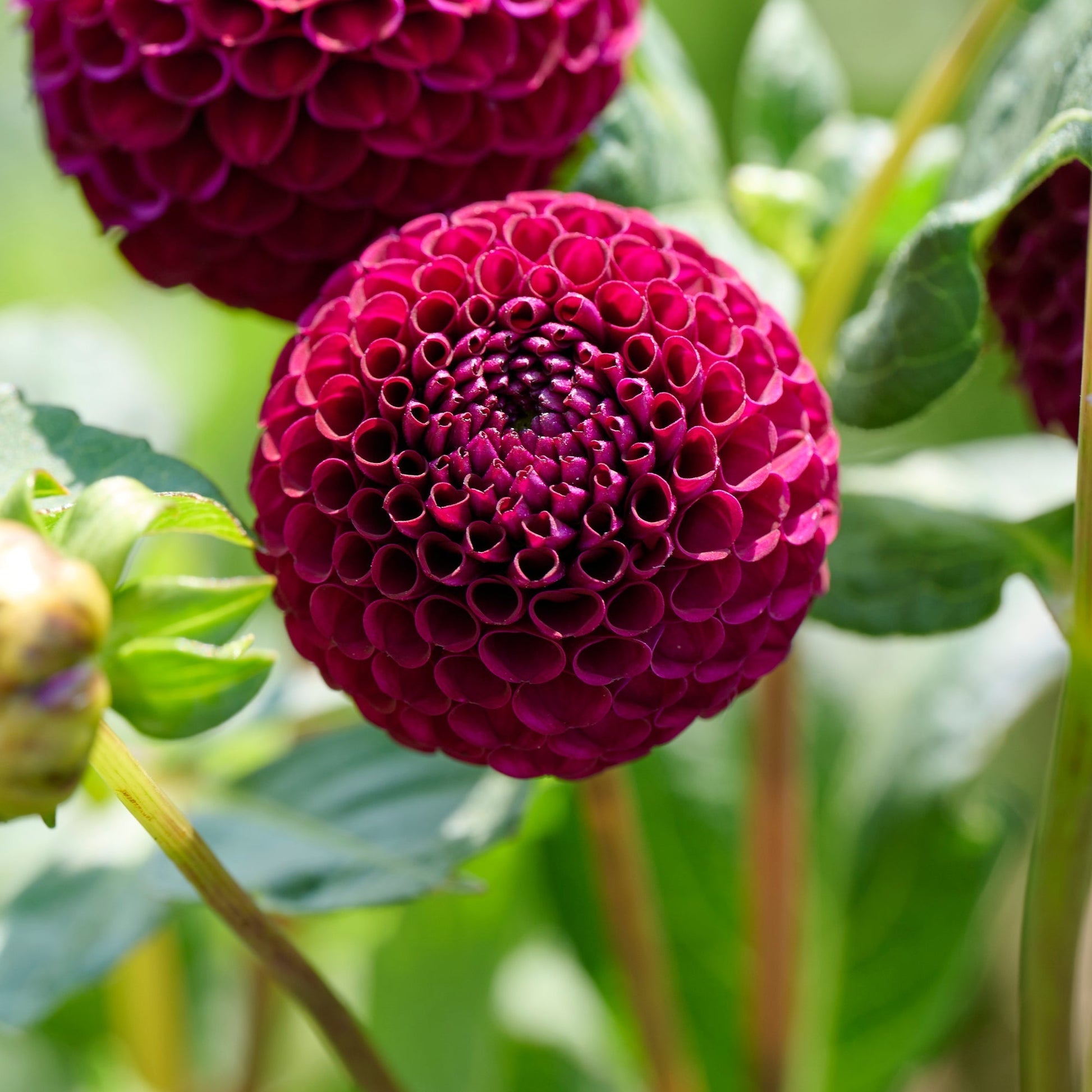 Dahliamix 'Ball Dahliamix'