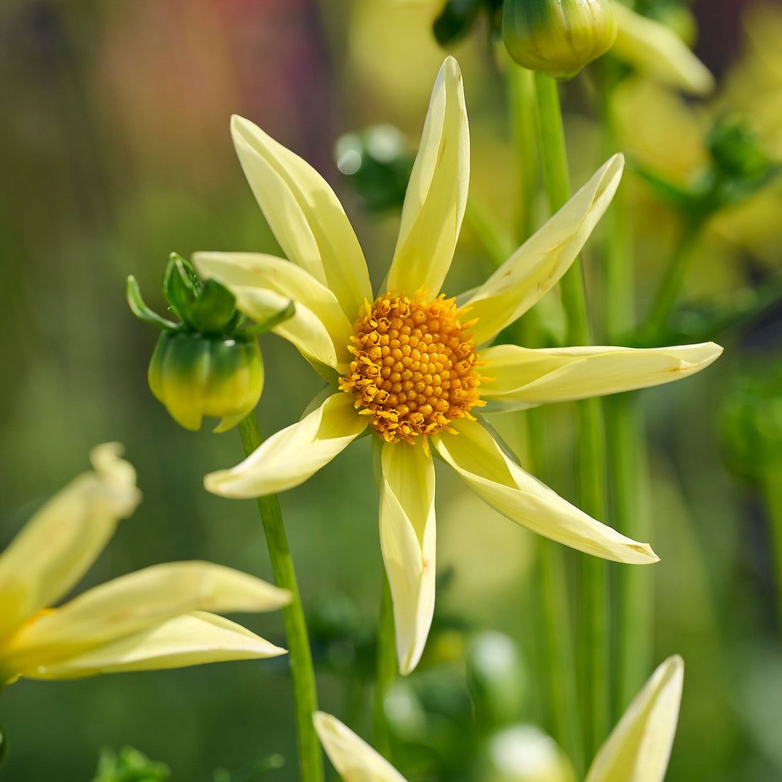 Dahliamix 'Dahlia Honka mix'