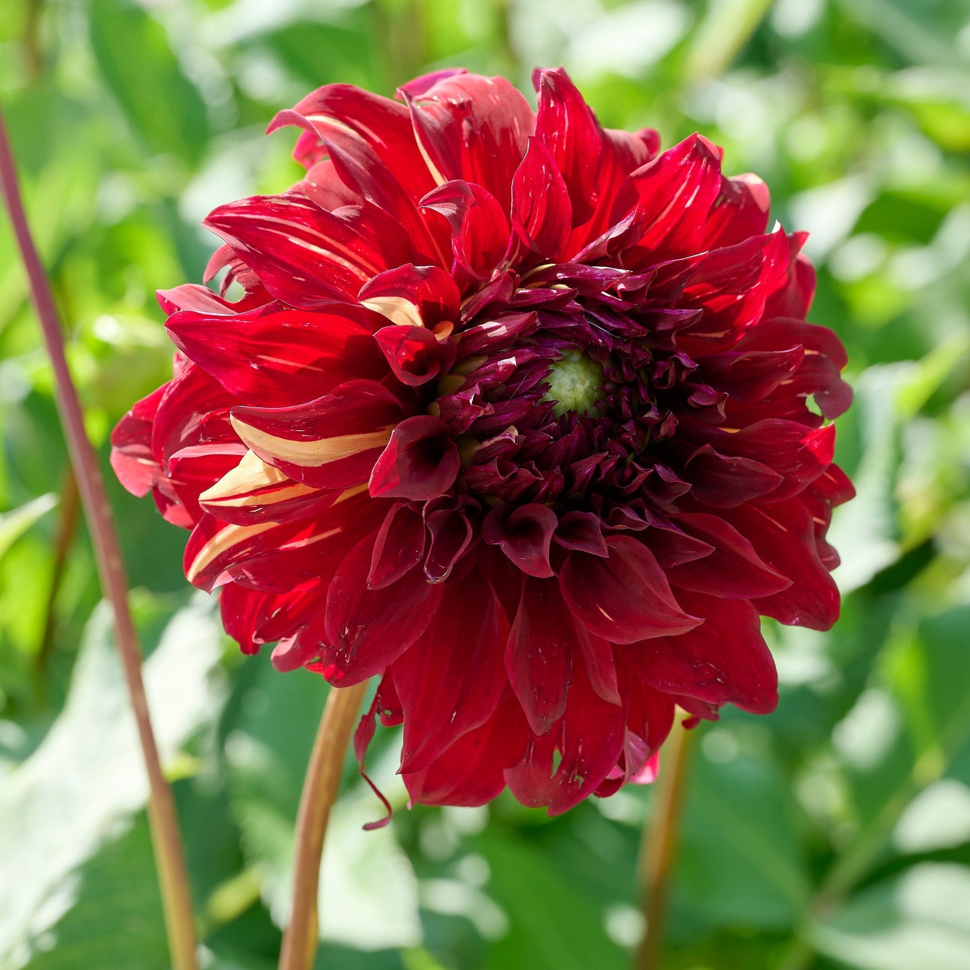 Dahliamix 'Large flowering Mix'