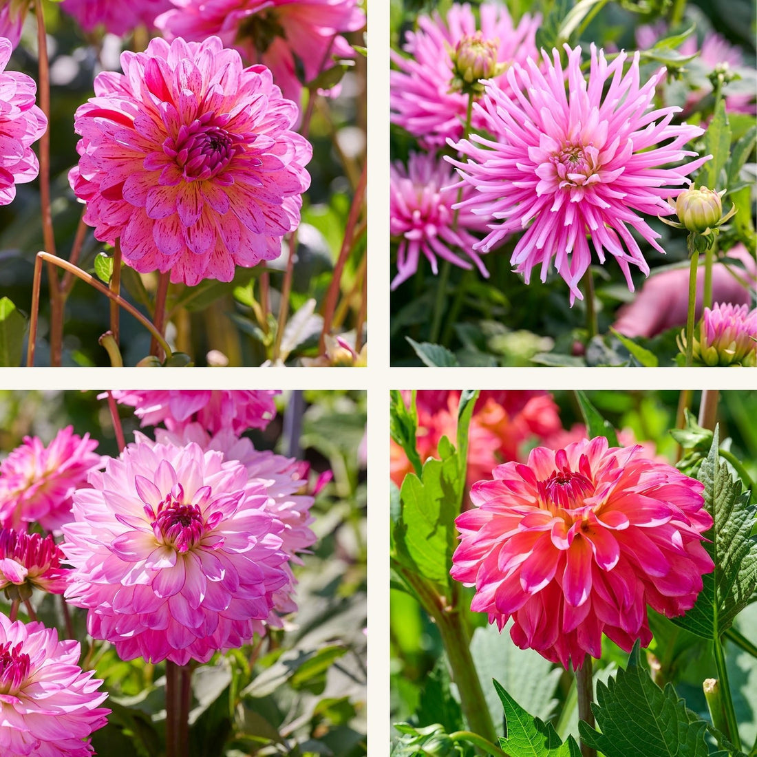 Dahliamix 'Pink mix'