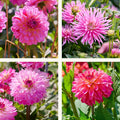 Dahliamix 'Pink mix'