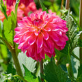 Dahliamix 'Pink mix'