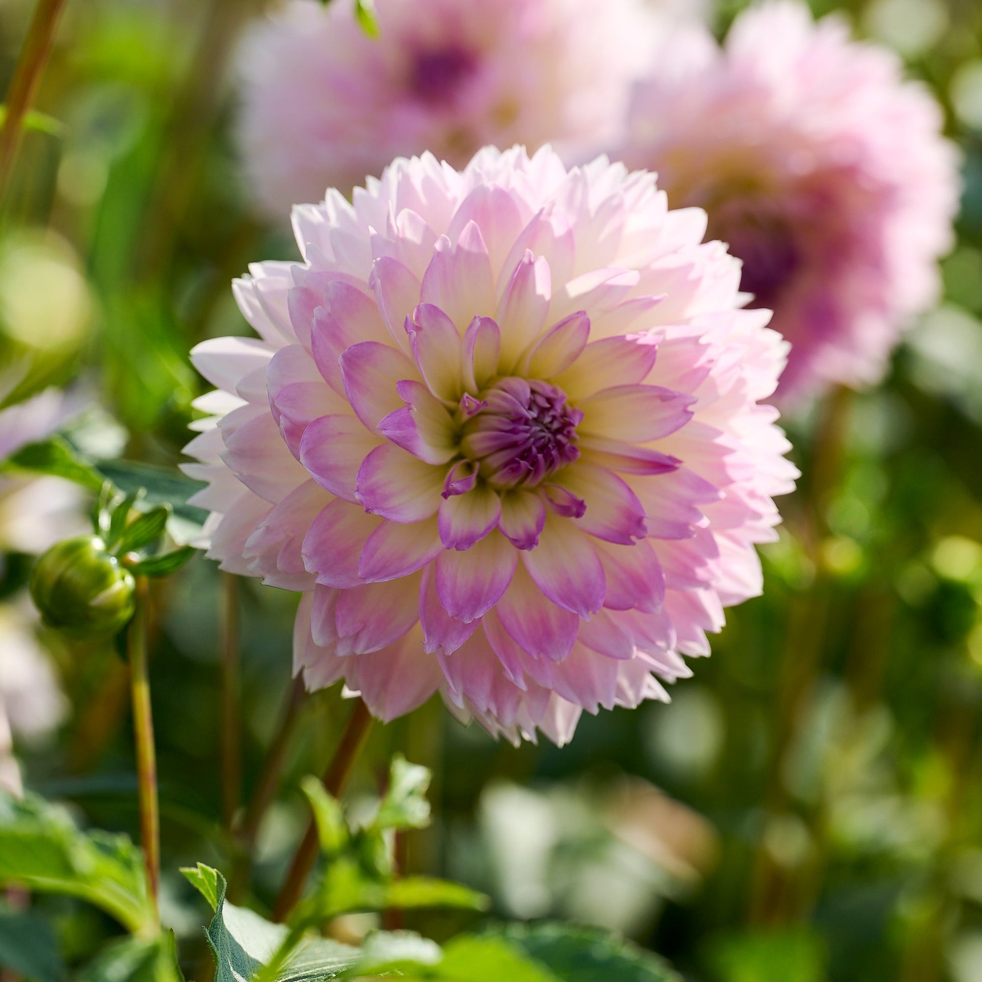 Dahliamix 'Pink/Purple mix'