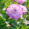 Dahliamix 'Pink/White mix'